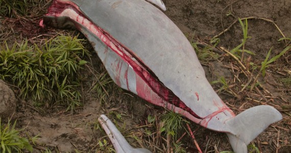 Alerta Vermelho, carnificina de Botos matando a Amazônia