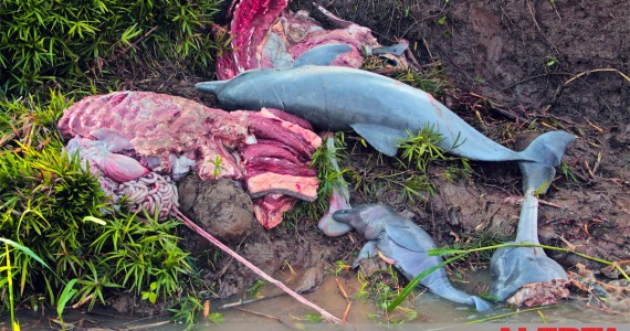 Alerta Vermelho - Nem as Fêmeas grávidas escapam de virar isca