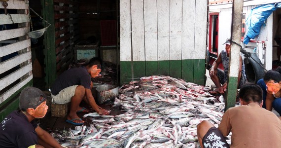 Toneladas de Piracatinga são comercializadas pelos frigoríficos, causando a morte de milhares de Botos e outros animais aquáticos nestes últimos dez anos