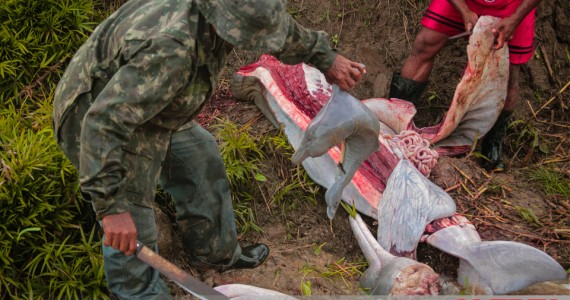 Filhote de Boto vermelho - Boto cor-de-rosa (Inia geoffrensis), morto ainda no ventre de sua mãe