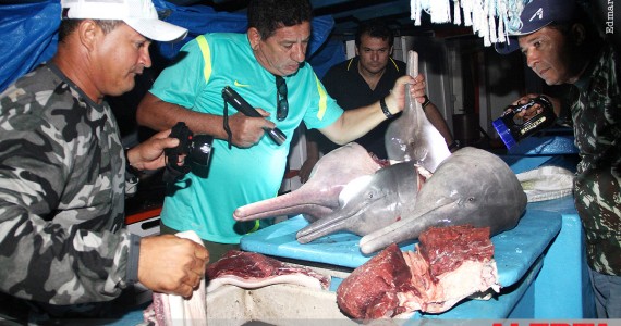 Alerta Vermelho - Polícia ambiental e Prefeitura de Tapauá-AM em ação apreendendo 20 Botos mortos em uma única embarcação na Amazônia