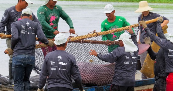 Projeto Boto. Captura científica de Botos para estudos populacionais