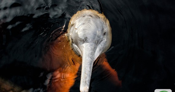 Um Boto nas águas do Rio Negro deixando seu recado, “Não Sou Isca !”