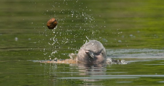 Brincadeira de Boto. Vamos jogar?