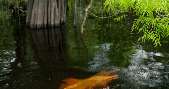 “Igapós”, florestas Inundadas, local perfeito para a alimentação dos Botos, que se movimentam com destreza entre as árvores