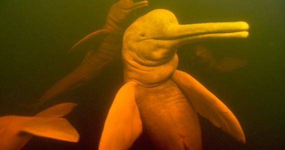 Eu não sou fofo? Então venha nos visitar em suas próximas férias e ajude a nos proteger