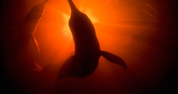 Haverá luz no fim do Túnel para os Botos na Amazônia?