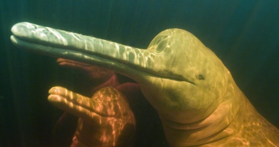 Venha e junte-se a nós! AMPA, promovendo a Campanha Alerta Vermelho para proteger os Botos na Amazônia